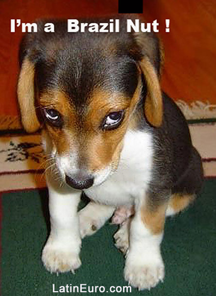 Date this passionate Brazil girl BR5122 from  BR5122