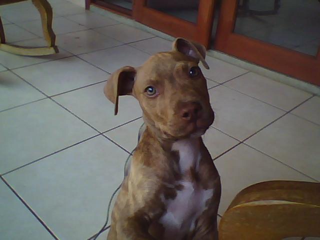 Date this foxy Colombia man Pochito from Cali CO7099