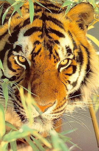 Date this exotic United States man Poohbear from Gainesville US10670