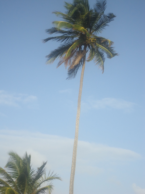 Date this athletic United States man Leocastro from Boston US11556