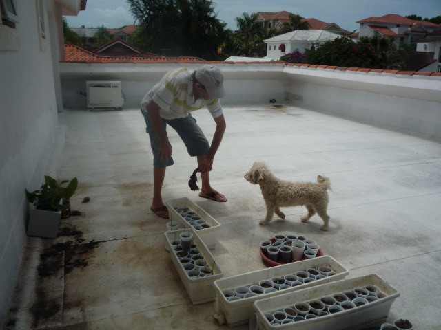 Date this tall Dominican Republic man Caballerojacobo from Cabarete DO10006