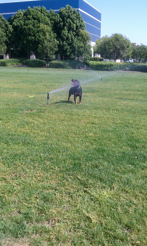 Date this passionate United States man Most from Los Angeles US12798